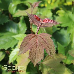 ONONDAGA VIBURNUM