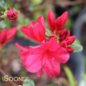 <em>Rhododendron</em> HINO CRIMSON KURUME AZALEA: 