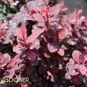 Berberis thunbergii 'Concorde'