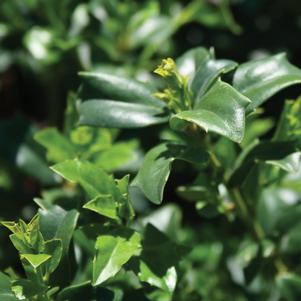 Ilex x meserveae 'Mesdob'