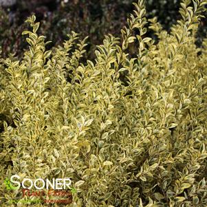 SWIFT CREEK VARIEGATED PRIVET