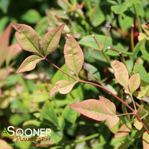 Nandina domestica 'Gulf stream'