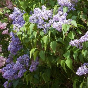 Syringa vulgaris 'Wedgewood Blue'