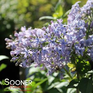 Syringa vulgaris 'Wedgewood Blue'