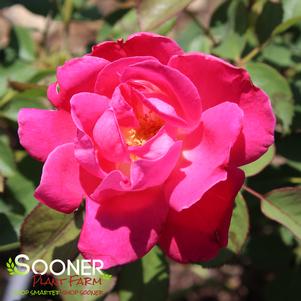 WINNIPEG PARKS SHRUB ROSE