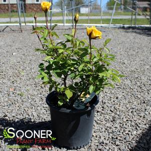 <em>Rosa</em> GRANDMA'S YELLOW SHRUB ROSE: 