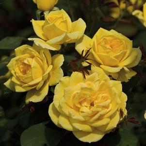 CH-CHING HYBRID TEA ROSE