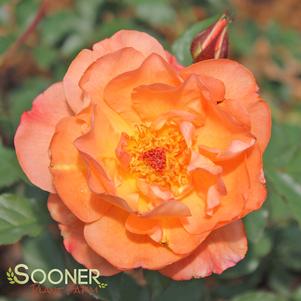 <em>Rosa</em> WESTERLAND CLIMBING ROSE: 