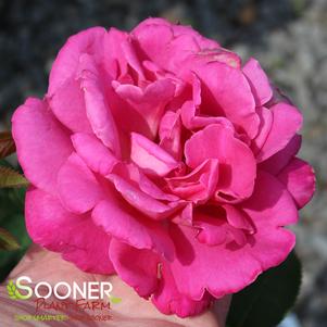 Rosa x 'Pink Peace'