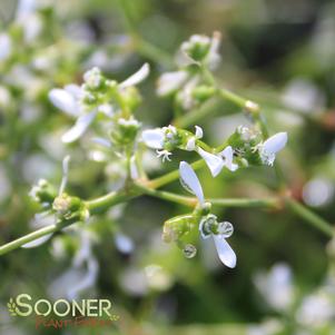 DIAMOND FROST EUPHORBIA