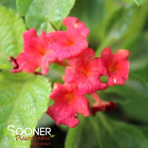 Lantana camara 'Bandana Red'