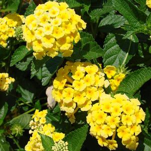 Bandana White Lantana (Lantana camara 'Ban Whit') in Louisville