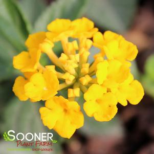 Bandana White Lantana (Lantana camara 'Ban Whit') in Louisville