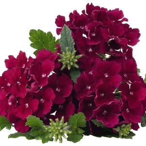 EMPRESS BURGUNDY VERBENA