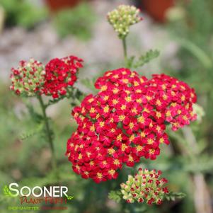 Achillea millefolium 'Paprika'