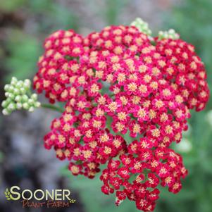 Desert Eve™ Deep Rose Yarrow, Achillea millefolium 'Desert Eve