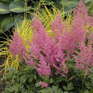 Astilbe japonica 'Rheinland'