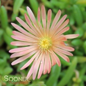 <em>Delosperma</em> MESA VERDE® ICE PLANT: 