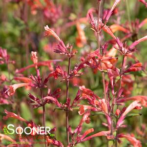 Agastache x 'Firebird'