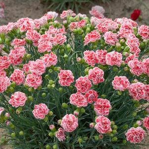 FANCY KNICKERS DIANTHUS