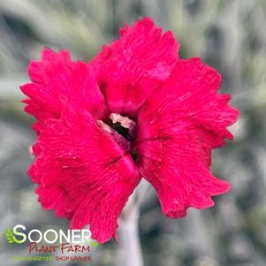 <em>Dianthus</em> FIRE STAR DIANTHUS: 