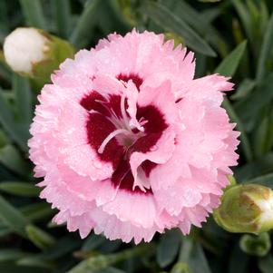 RASPBERRY SURPRISE DIANTHUS