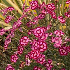 STRAWBERRY SORBET DIANTHUS