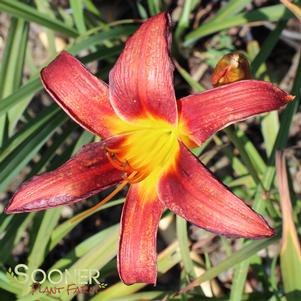 Hemerocallis x 'Red Poll'