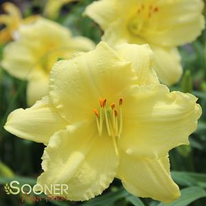 Hemerocallis x 'Stella Supreme'