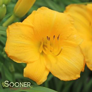 Hemerocallis x 'Yellow Lollipop'