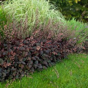 FROSTED VIOLET CORAL BELLS