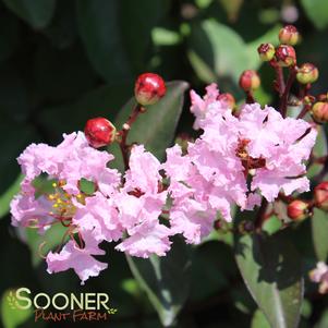 <em>Lagerstroemia</em> RHAPSODY IN PINK® CRAPEMYRTLE: 