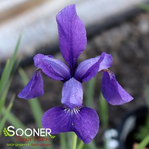 Iris siberica 'Caesar's Brother'