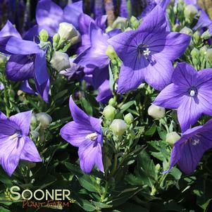 SENTIMENTAL BLUE BALLOON FLOWER