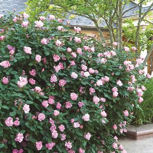 BLUSHING KNOCK OUT® ROSE