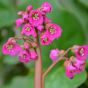 <em>Bergenia</em> WINTER GLOW BERGENIA: 