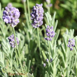 Lavandula angustifolia 'Purple Ellagance'