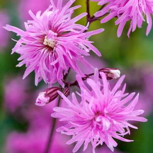 PETITE JENNY CATCHFLY