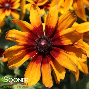 AUTUMN COLORS BLACK-EYED SUSAN