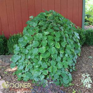 <em>Cercis</em> TRAVELLER WEEPING REDBUD: 