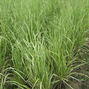 ELDORADO FEATHER REED GRASS