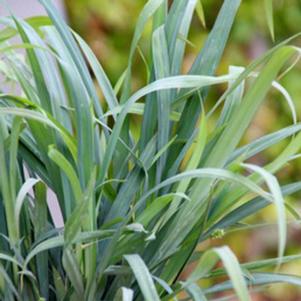 <em>Carex</em> BUNNY BLUE® SEDGE: 