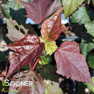 PLUM CRAZY FLEMING™ HARDY HIBISCUS