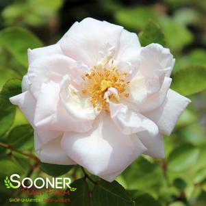 <em>Rosa</em> NEW DAWN CLIMBING ROSE: 