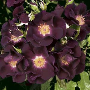 NIGHT OWL CLIMBING ROSE
