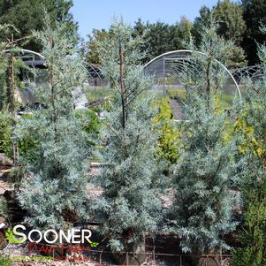 Cupressus arizonica 'Carolina Sapphire Blue'