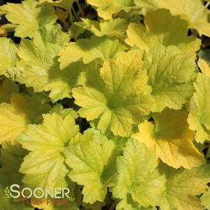 ELECTRIC LIME CORAL BELLS