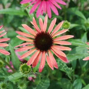 HOT SUMMER CONEFLOWER