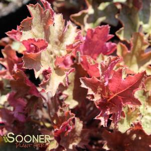 GINGER PEACH CORAL BELLS