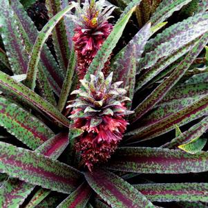 FRECKLES PINEAPPLE LILY